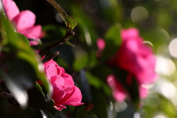 初冬に咲いたサザンカ	