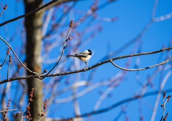 Black-capped Chickadee Perched On Small Tree Branch In Winter