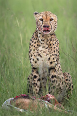 South African cheetah | Acinonyx jubatus jubatus | after a successful hunt and blood on the face with tough out. | Ulrea rare shot