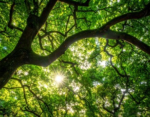 Fototapeta premium Looking up at a sunlit canopy, with branches and bright leaves