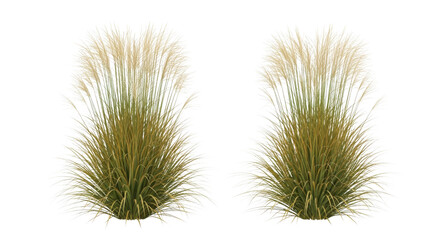 Obraz premium Isolated ornamental decorative grass plants on white background