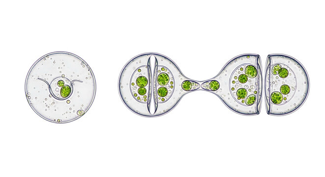 Microscopic view of a green algae cell during division.
