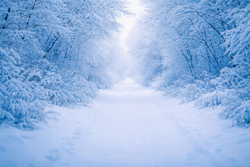 horizontal orientation winter forest path covered in fresh snow with frosted trees on both sides, soft cold blue and white tones creating a quiet, peaceful and untouched atmosphere, natural symmetry 