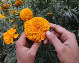 Two Hands Gently Cradling a Large Vibrant Orange Marigold Flower