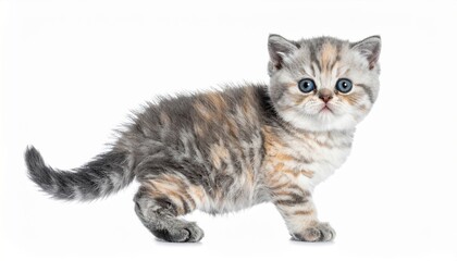 Obraz premium Cute blue tortie point Exotic Shorthair kitten, standing side ways. Looking to camera with blue eyes. Isolated on white background.