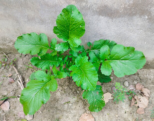 A Top Down View of a Green Leafy Vegetable Plant Spreading on the Ground