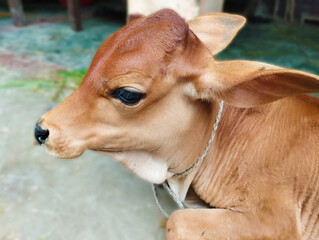 Brown cow calf top view closeup