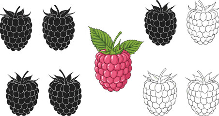 Raspberry fruit icon set, berry sketch styles, juicy segment symbols, monochrome and color mix, flat vector illustration © PORI 