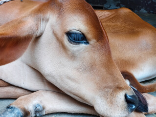The Peaceful Face of a Young Calf Resting on its Front Legs