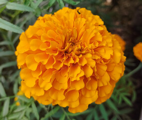 A Stunningly Detailed Close-Up of a Fully Bloomed Orange Marigold