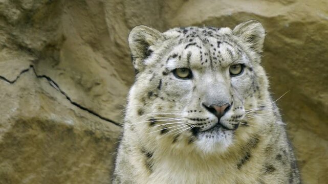 Snow Leopard Portrait With Calm Gaze In Rocky Habitat For Wildlife Photography