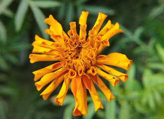 A Top Down View of an Orange Marigold with Unique Petals
