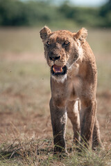 lioness in the grass in harsh sunlight from Masai mara | Panthera leo leo