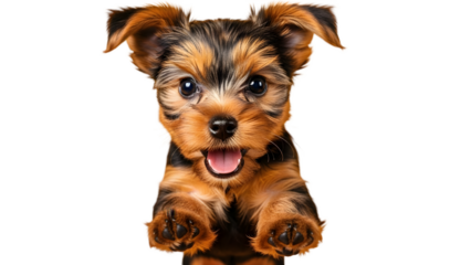 Cute airedale terrier puppy isolated on transparent background