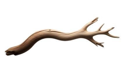 Brown isolated antler on transparent background