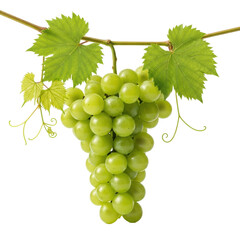 Obraz premium Vibrant, dewy green grapes with translucent skin, leaves, and tendrils on a vine against a transparent studio background with copy space, natural freshness concept.