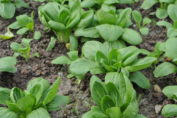 It is a leafy green vegetable often used in salads. 