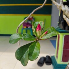 Potted Adenium Obesum or Desert Rose with pink flowers.