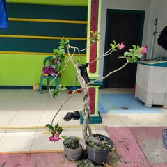 Potted Adenium Obesum or Desert Rose with pink flowers.