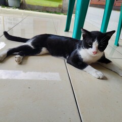 A cute domestic tuxedo cat with green eyes relaxing and eating on a tiled floor. High angle and close up shots of a pet cat in a home environment.