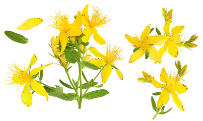 bright and cheerful photograph of vibrant yellow st. john's wort flowers in full bloom, perfect for nature blogs, floral designs, and uplifting social media posts