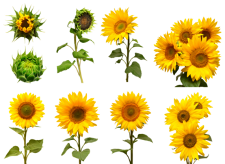 collection of radiant sunflowers at varying bloom stages, ideal photograph for showcasing the vitality and beauty of summer season in agricultural themes