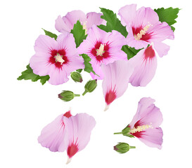 elegant photograph of pink rose of sharon flowers with delicate petals, buds, and green leaves against a dark background, a botanical composition.
