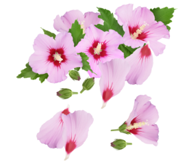 elegant photograph of pink rose of sharon flowers with delicate petals, buds, and green leaves against a dark background, a botanical composition.
