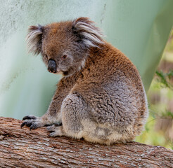 koala looking at camera