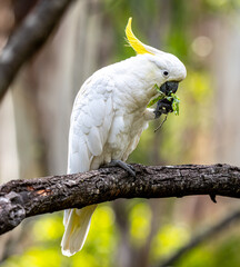 sulphur crested cockatoo