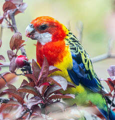 Eastern rosella