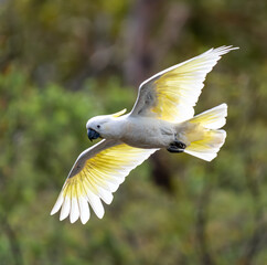 Cockatoo flying