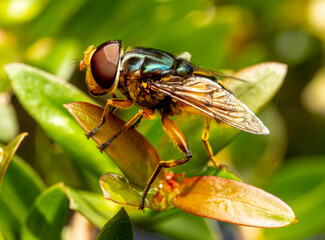 close up of a fly