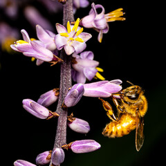 bee on purple flower