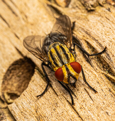 close up of a fly