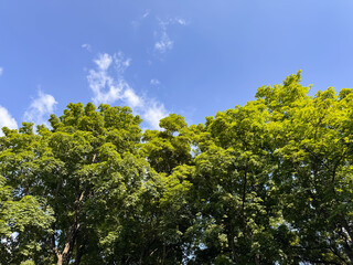 Obraz premium Mixed Forest Trees against Blue Sky with White Clouds