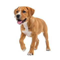 Obraz premium Adorable mixed breed puppy, part Boxer and Labrador, joyfully lifting paw to take first steps, embodying pure excitement and new beginnings.