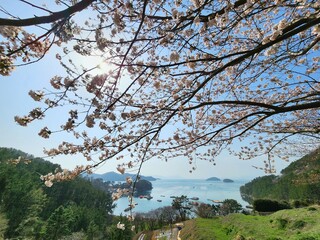 Cherry blossoms overlooking the sea in spring