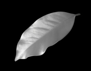 Silvery Leaf on Black