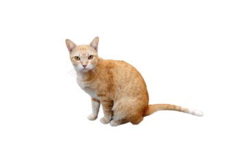 A close-up image of an orange tabby cat sitting and staring intently is isolated on a PNG file with a transparent background.
