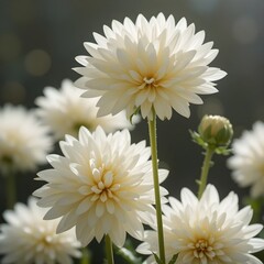 Elegant white chrysanthemum flowers in a serene garden setting with a soft focus background, perfect for decoration, design, and commercial use