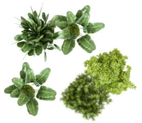 overhead photograph showcasing an arrangement of vibrant green tropical plants, perfect for adding a natural touch to design projects and visuals.