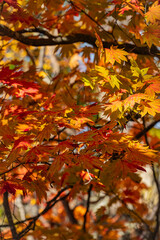 Autumn Foliage at Onuma Quasi-National Park, Hokkaido, Japan