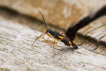 Fototapeta premium Closeup on a colorful Mirid plant parasite, the Four-spotted oak bug, Dryophilocoris flavoquadrimaculatus
