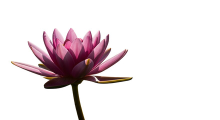 Beautiful Pink Lotus Flower Isolated on White Background.