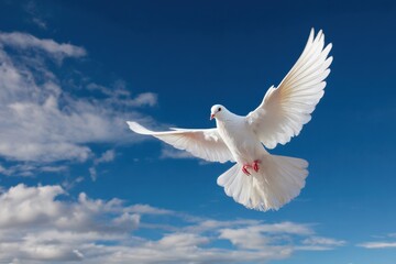 Fototapeta premium White bird soaring in the sky during the day with blue background and clouds