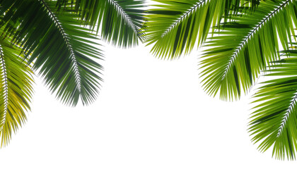 Fototapeta premium Lush Green Tropical Leaves Framing a Transparent Background for Natural Decor