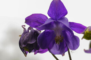 Naklejka premium Closeup on a dark blue Common columbine flower, Aquilegia vulgaris in the garden