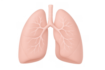 Human lung anatomy illustration showing respiratory system organ and bronchi on transparent background