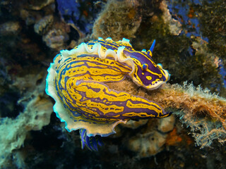 Dorid nudibranch Felimare picta 